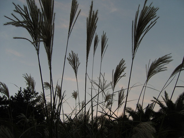 091102_bonglimsa151601.jpg
