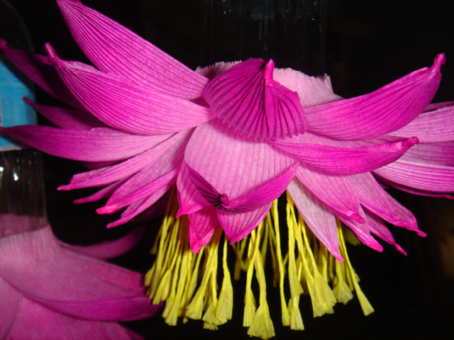 110318_bonglimsa214549.jpg