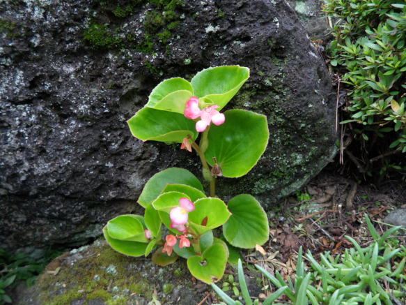 130401_bonglimsa151110.jpg